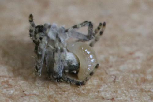 Sceliphron curvatum